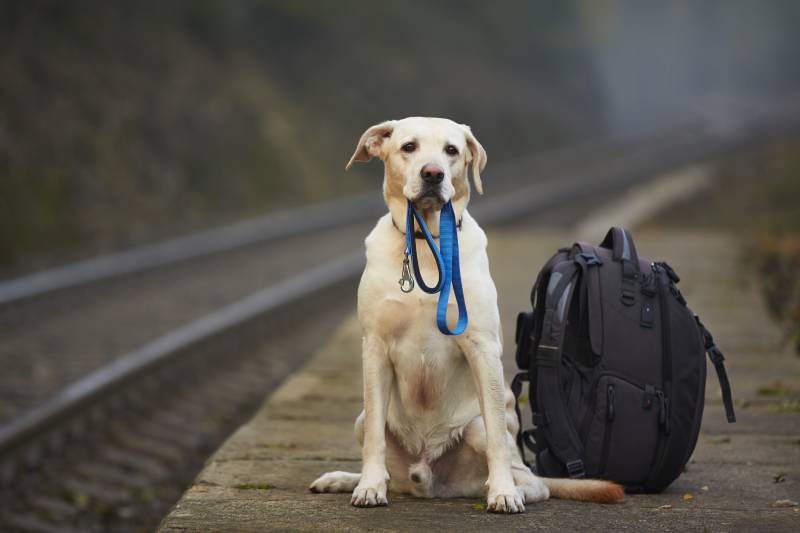 8 Best Travel Bags for Dogs - 2026 Reviews & Top Picks
