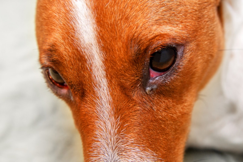 Why Are My Dog’s Eyes Red? 13 Vet Reviewed Reasons & What To Do