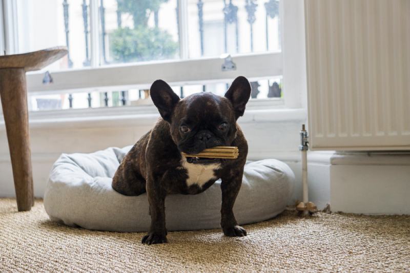 French Bulldog sitting on his bed eating a dental treat
