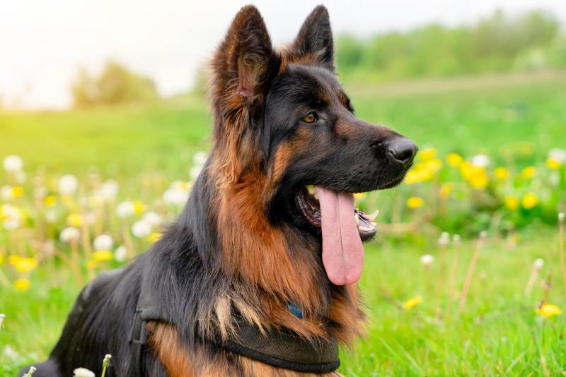 Why Do German Shepherds Pant So Much? 8 Likely Reasons