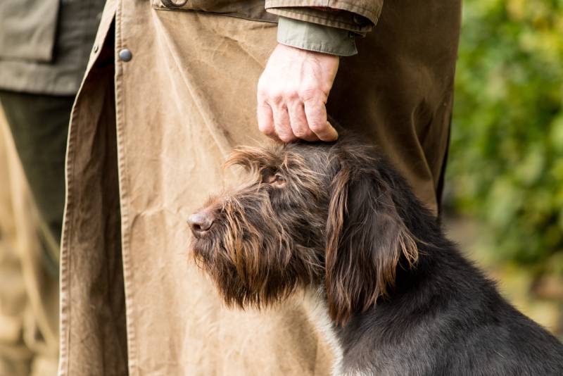 German wirehaired pointer dog sitting next to his owner the hunter being caressed