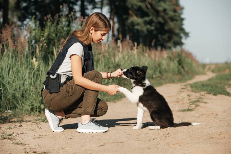 How to Potty Train a Border Collie: 11 Expert Tips & Advice