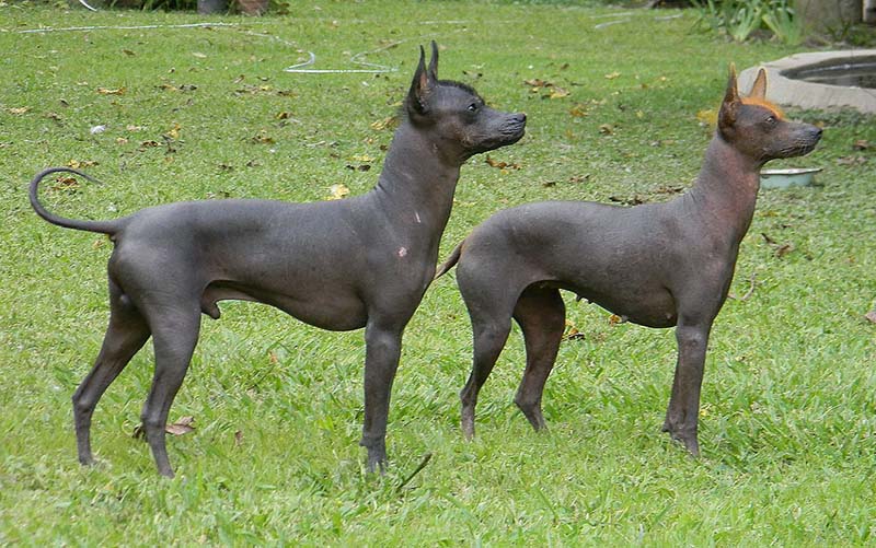 Hairless Khala