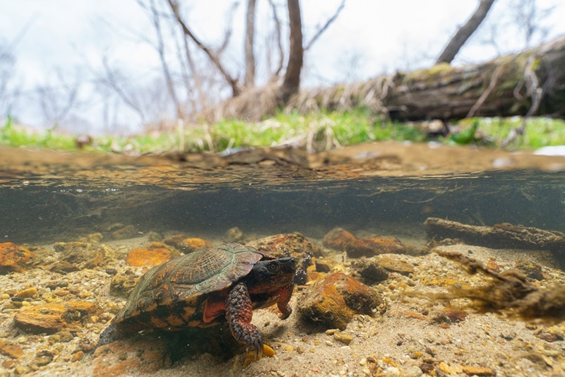 Can Turtles Breathe Underwater? Their Anatomy Explained