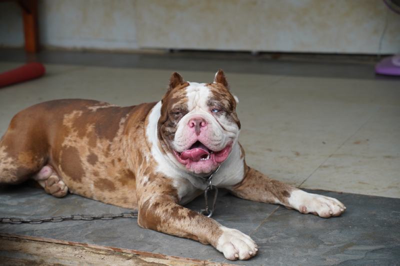 American Bandogge: Info, Pictures, Care Guide, Temperament & Traits