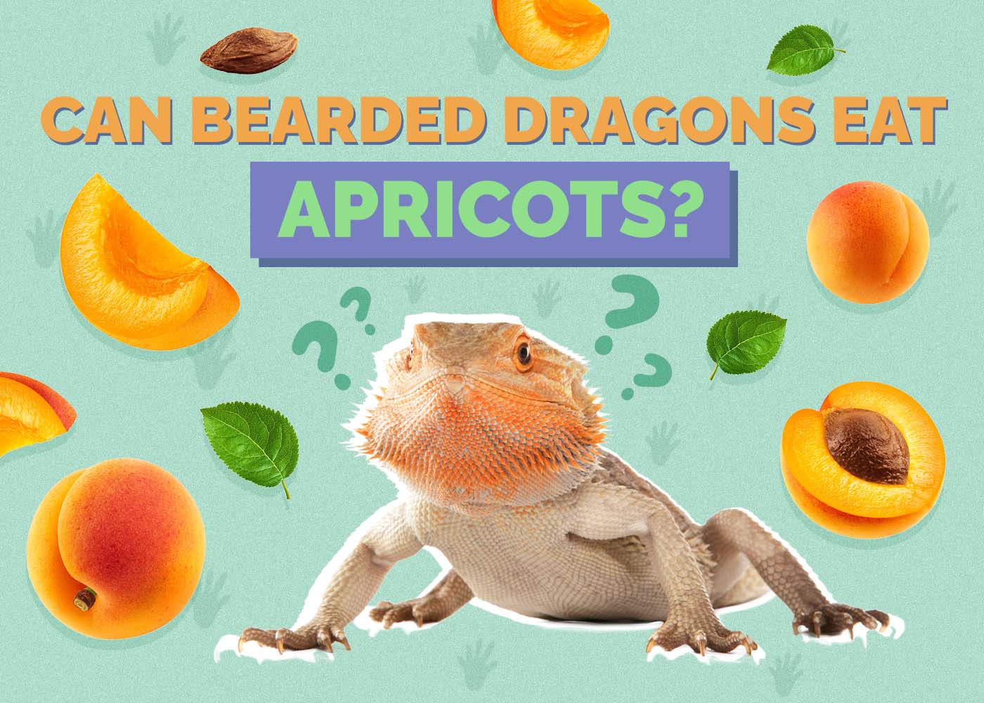 Can Bearded Dragons Eat Apricots? Vet-Approved Benefits, Risks, & FAQ