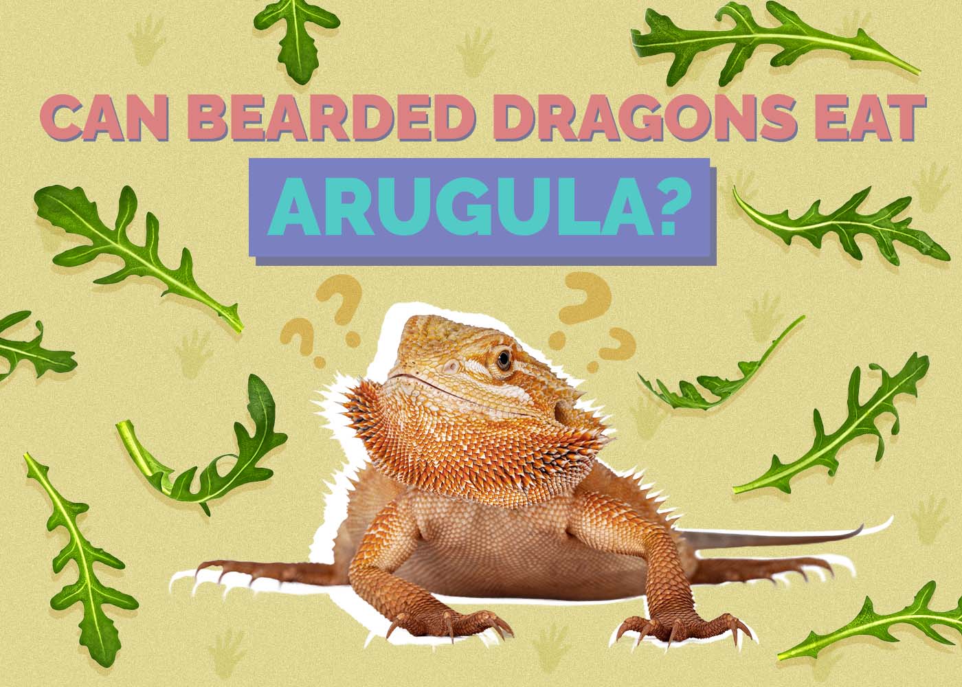 Can Bearded Dragons Eat Arugula? Vet-Reviewed Nutrition Facts & FAQ