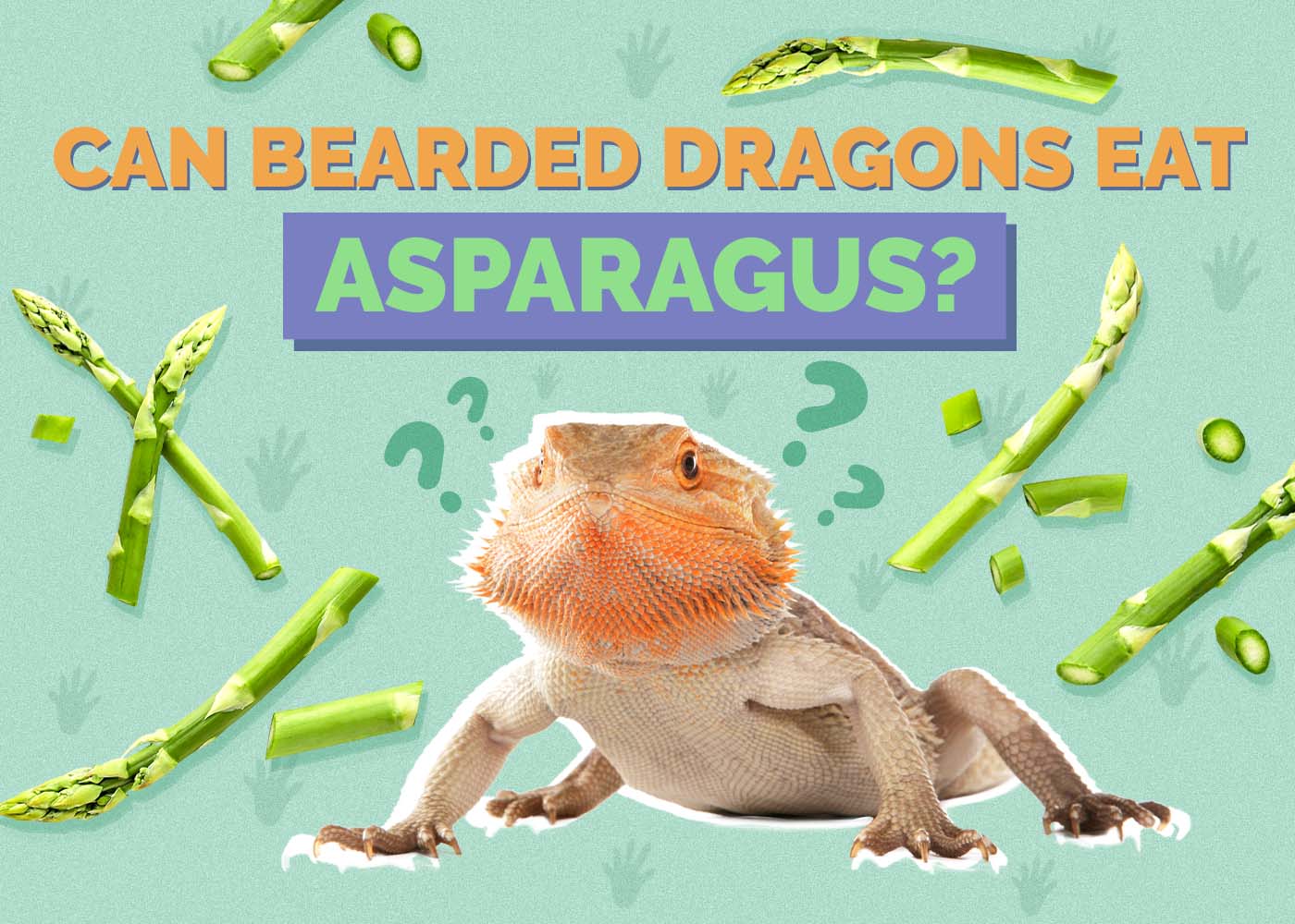 Can Bearded Dragons Eat Asparagus? Our Vet Answers