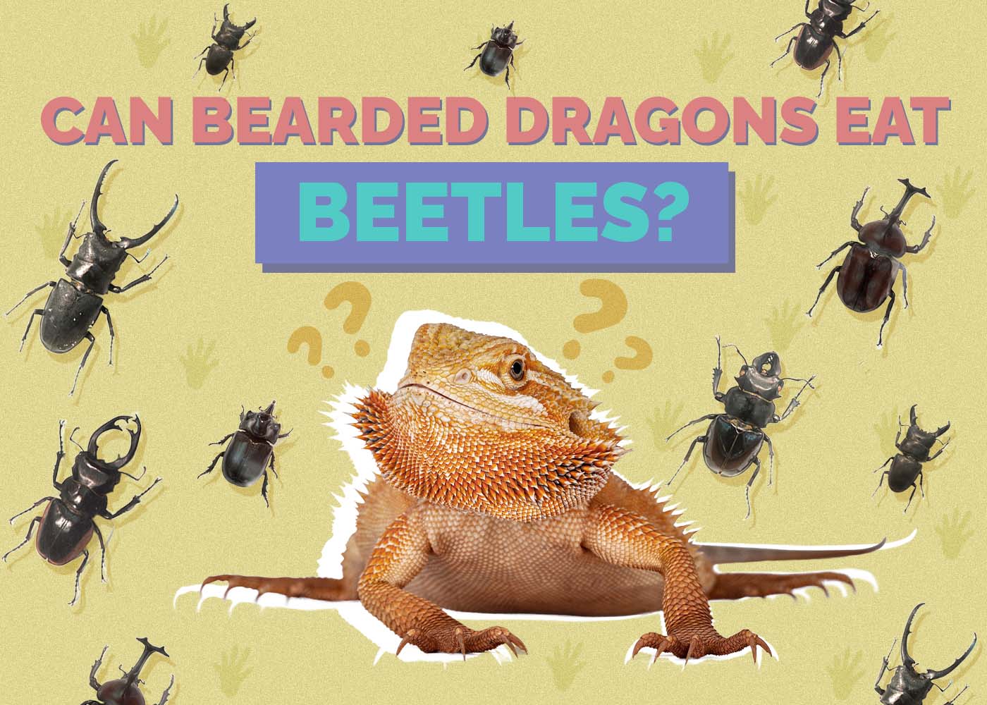 Can Bearded Dragons Eat Beetles? Vet-Approved Feeding Facts