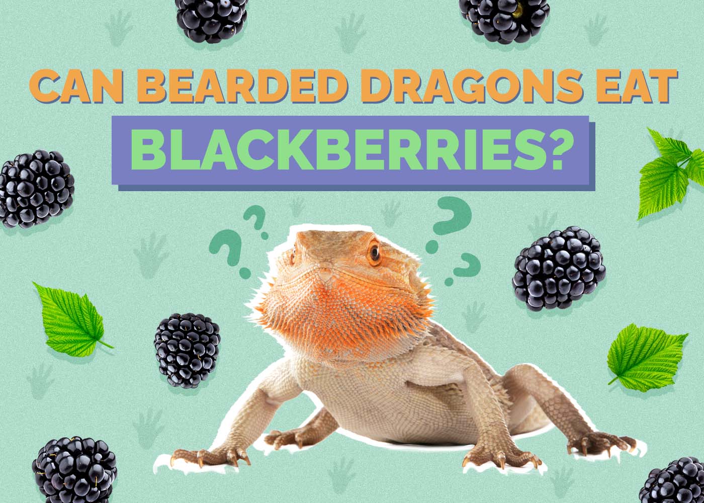 Can Bearded Dragons Eat Blackberries? Vet-Approved Nutritional Facts & FAQ