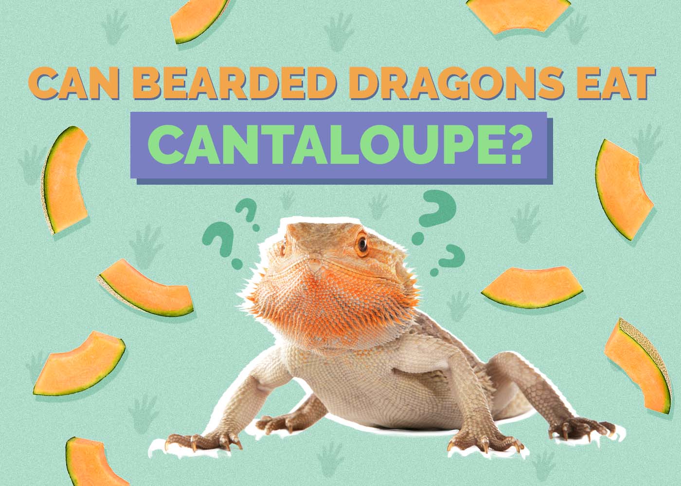 Can Bearded Dragons Eat Cantaloupe? Facts & FAQ
