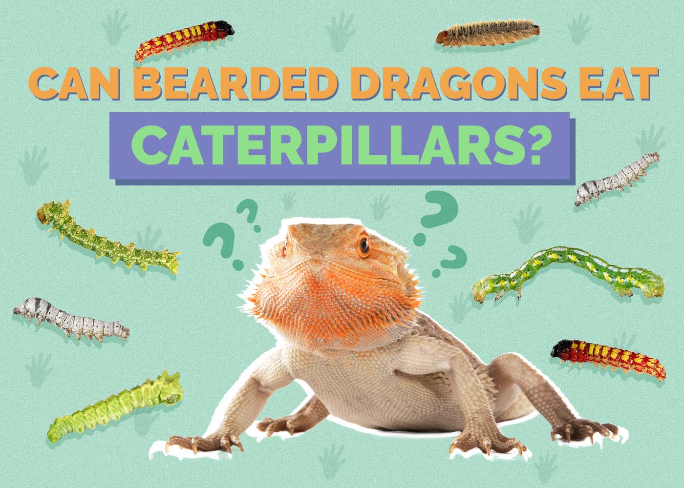 Can Bearded Dragons Eat Caterpillars? Vet-Reviewed Nutrition Facts & FAQ
