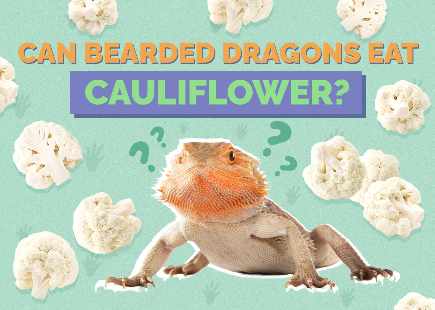 Can Bearded Dragons Eat Cauliflower? Vet-Approved Facts & FAQ