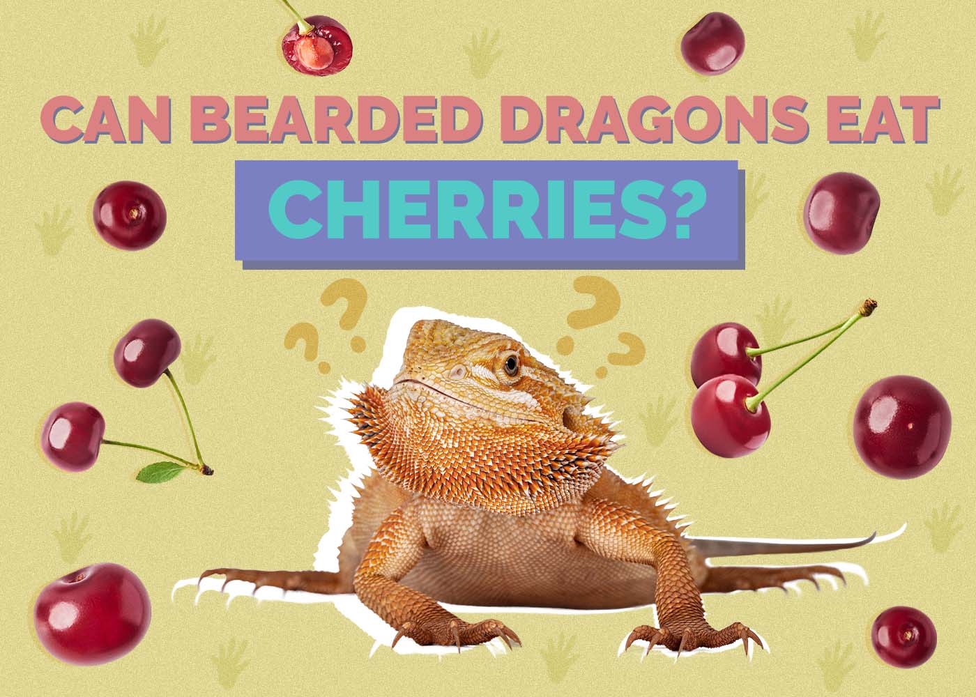 Can Bearded Dragons Eat Cherries? Vet-Approved Benefits, Risks, & FAQ