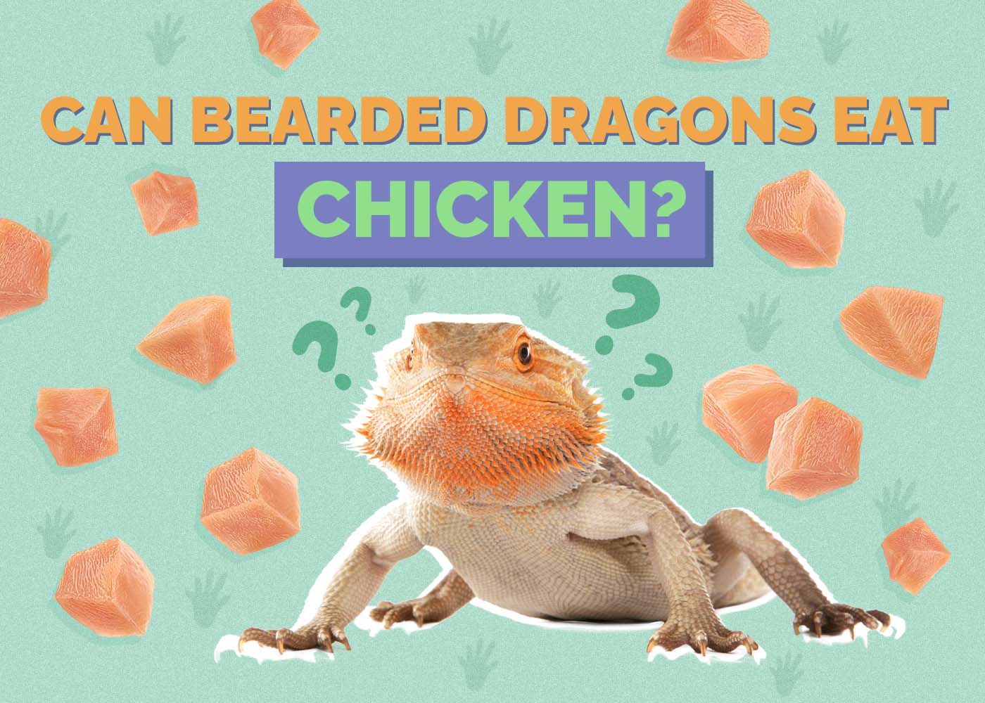 Can Bearded Dragons Eat Chicken? Vet-Reviewed Nutrition Facts & FAQ