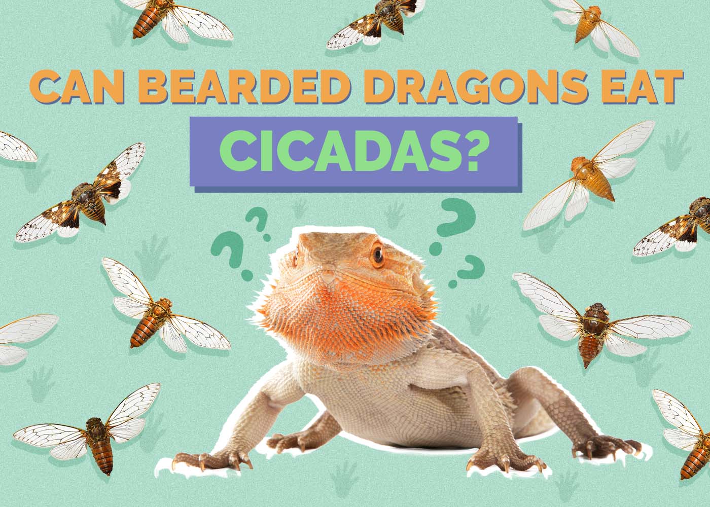 Can Bearded Dragons Eat Cicadas? Vet-Reviewed Risks & Facts