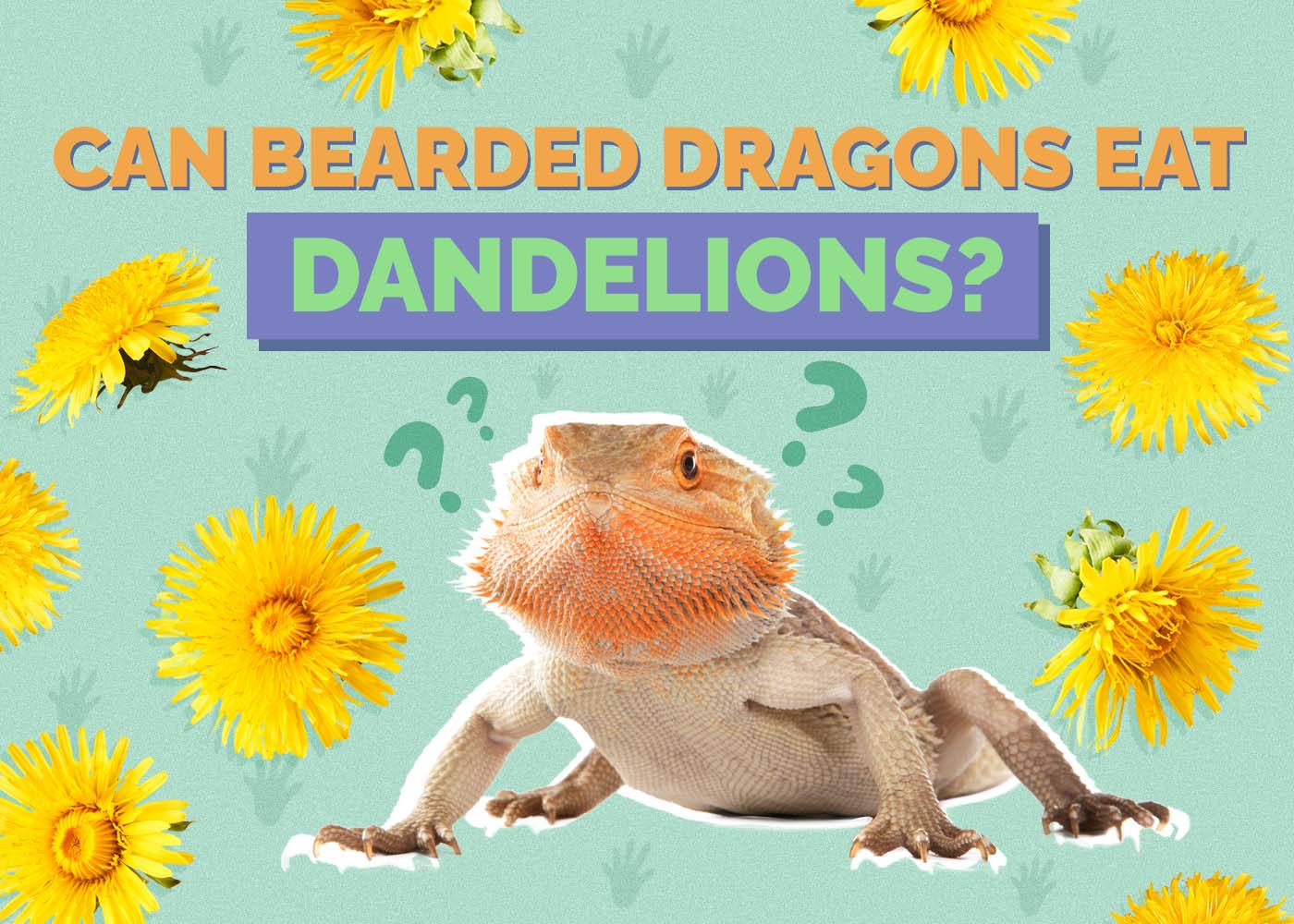 Can Bearded Dragons Eat Dandelions? Vet-Reviewed Facts & FAQ