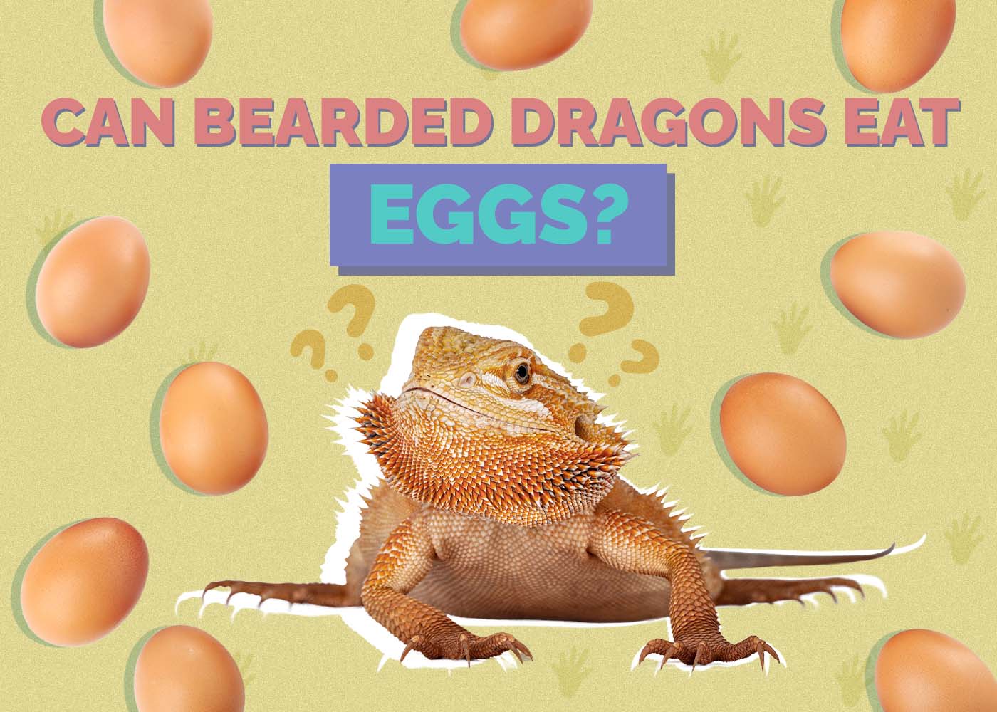 Can Bearded Dragons Eat Eggs? Our Vet Approved Advice