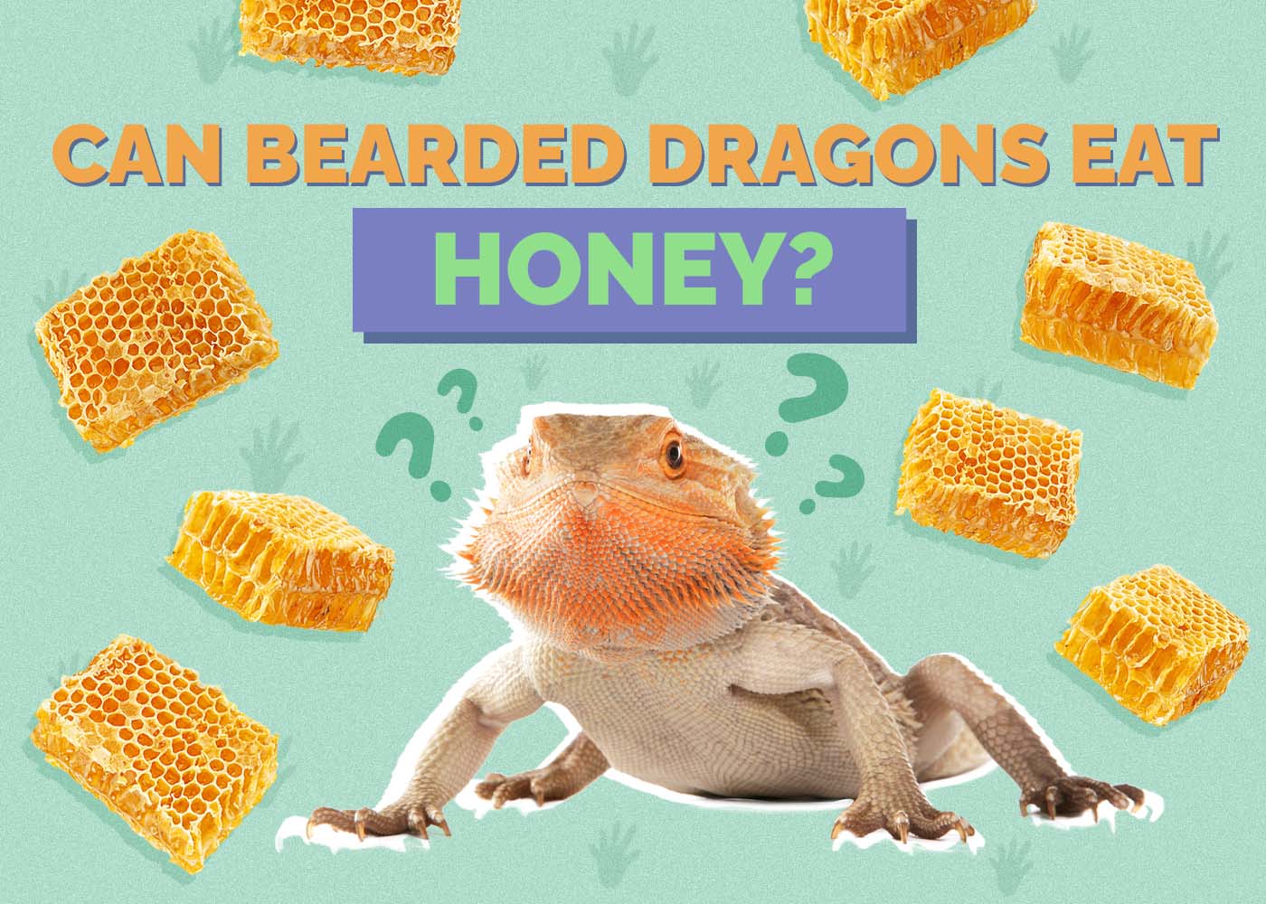 Can Bearded Dragons Eat Honey? Vet-Reviewed Facts, Pros & Cons