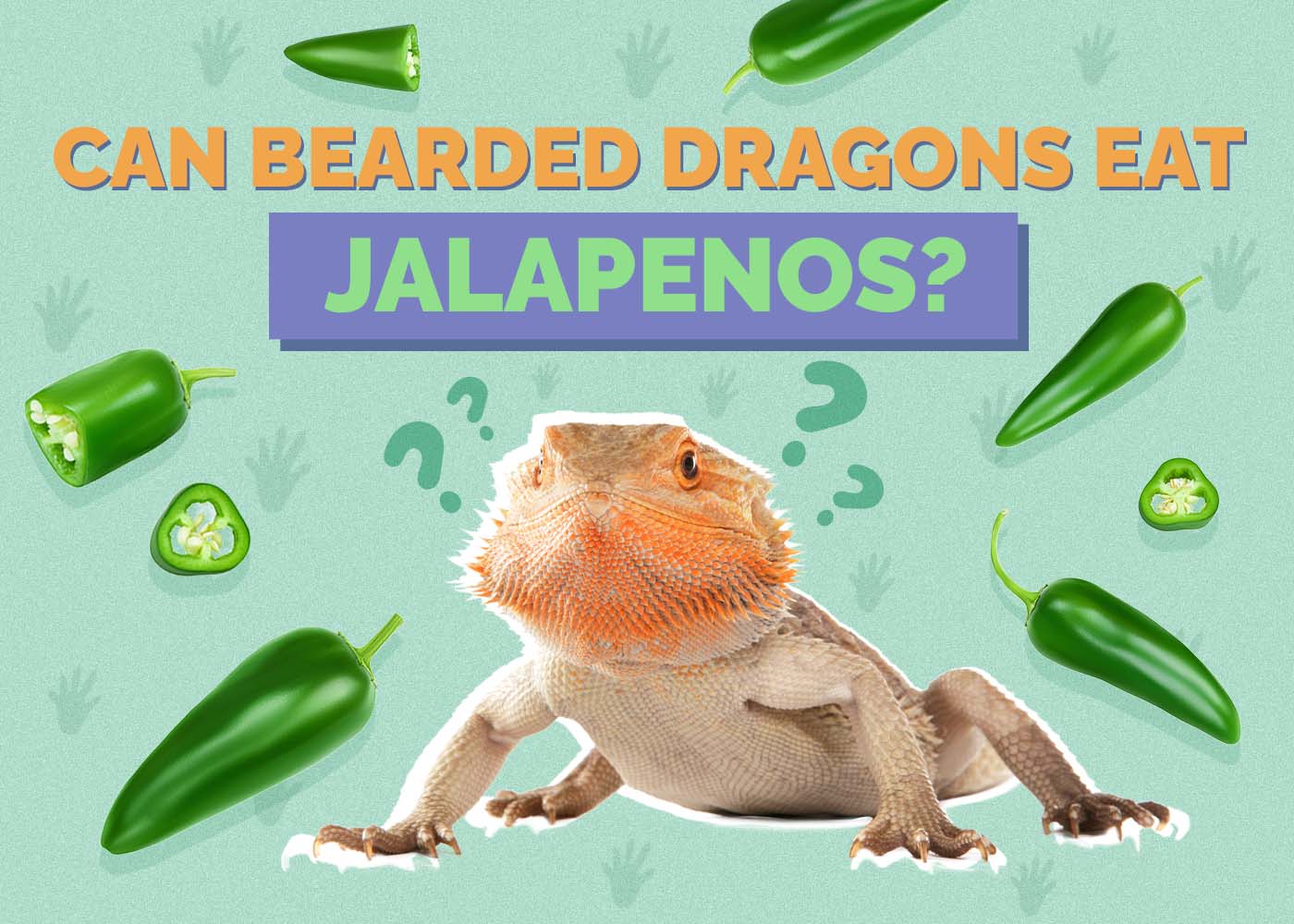 Can Bearded Dragons Eat Jalapenos? Vet-Reviewed Nutrition Facts & FAQ