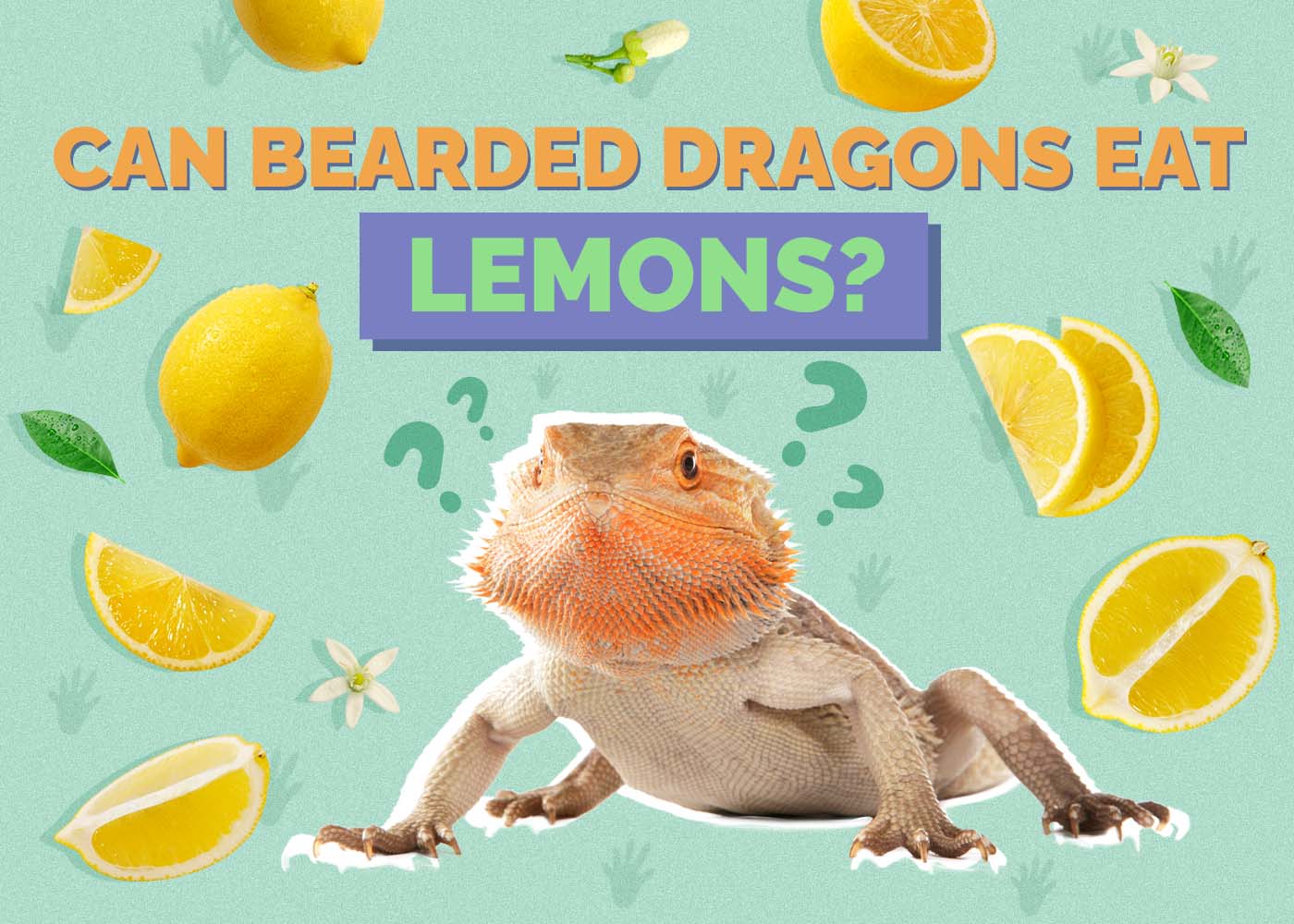 Can Bearded Dragons Eat Lemons? Vet-Reviewed Facts & FAQ