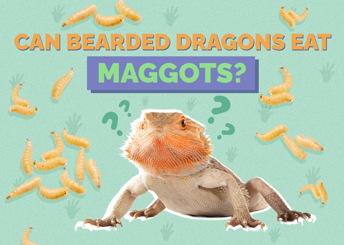 Can Bearded Dragons Eat Maggots? Vet-Reviewed Nutrition Facts
