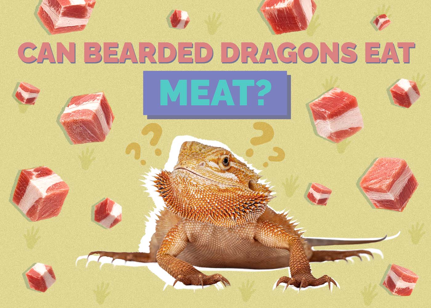 Can Bearded Dragons Eat Meat? Vet-Reviewed Nutrition Facts