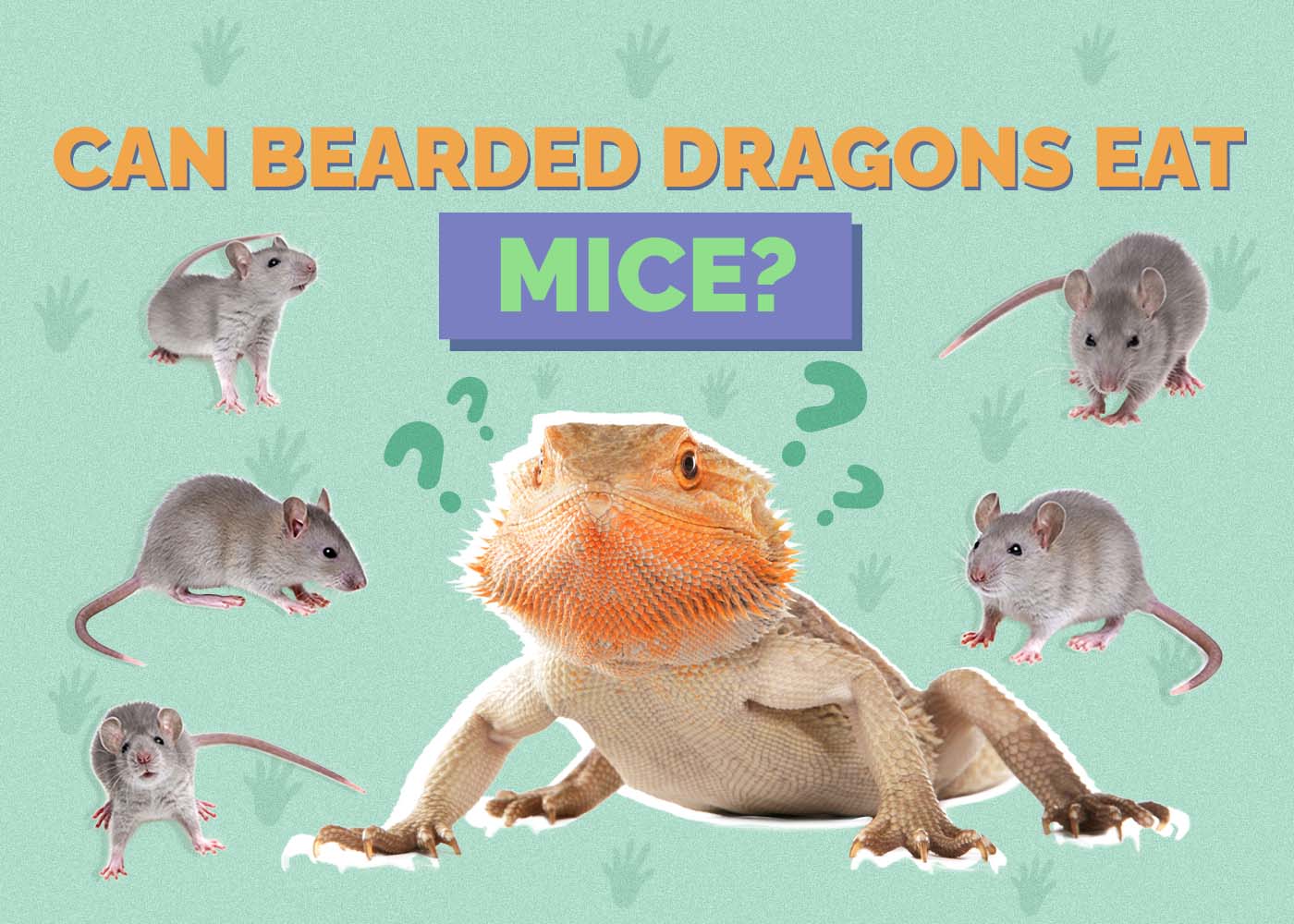 Can Bearded Dragons Eat Mice? Vet-Reviewed Nutrition Facts & FAQ