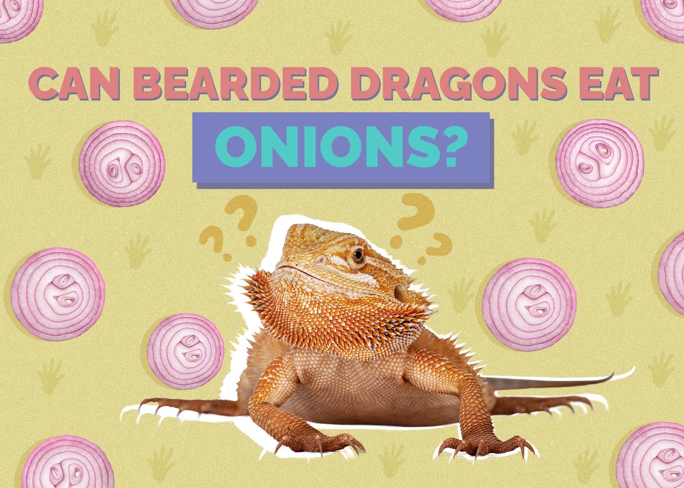 Can Bearded Dragons Eat Onions? Our Vet Approved Advice