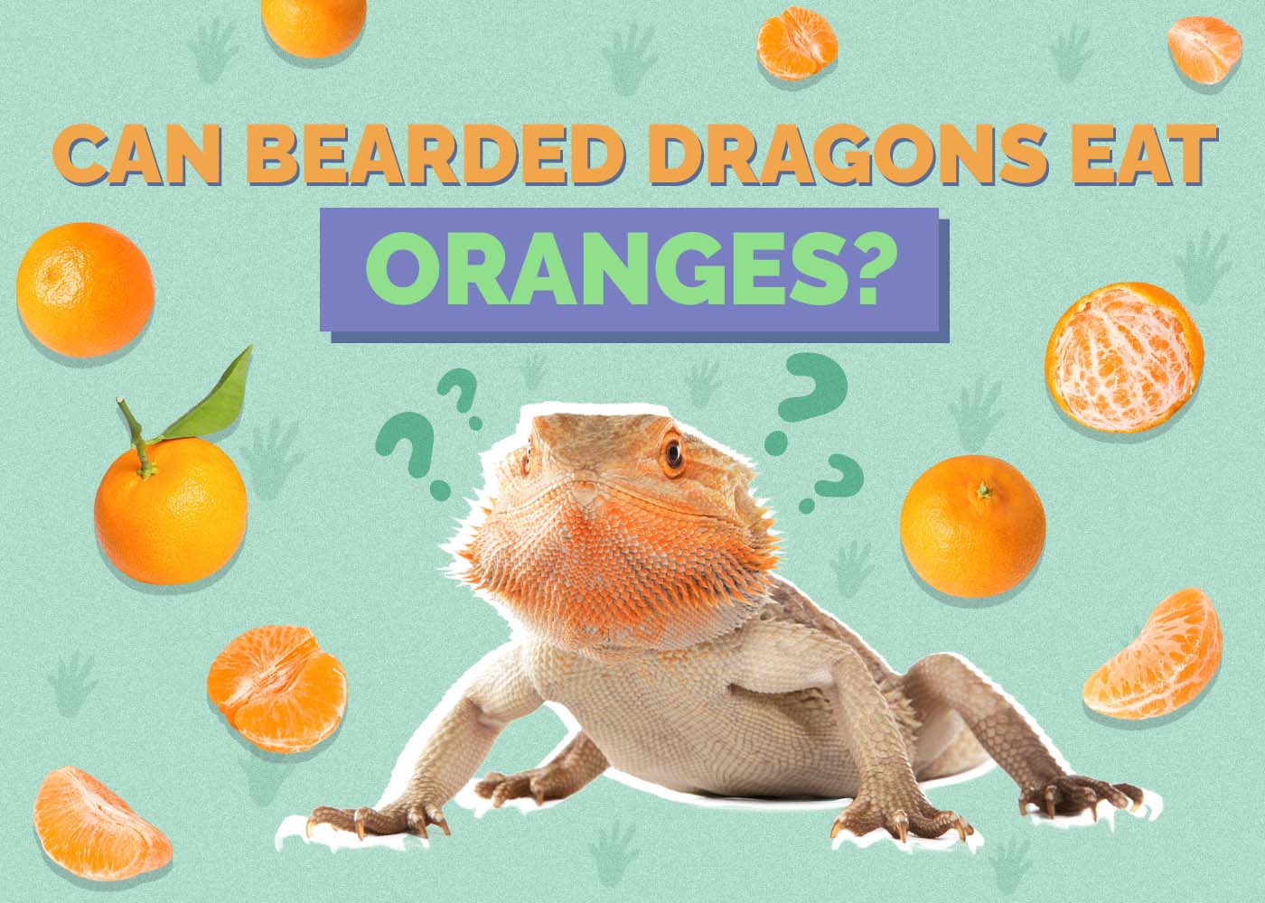 Can Bearded Dragons Eat Oranges? Vet-Approved Diet, Risks & FAQ