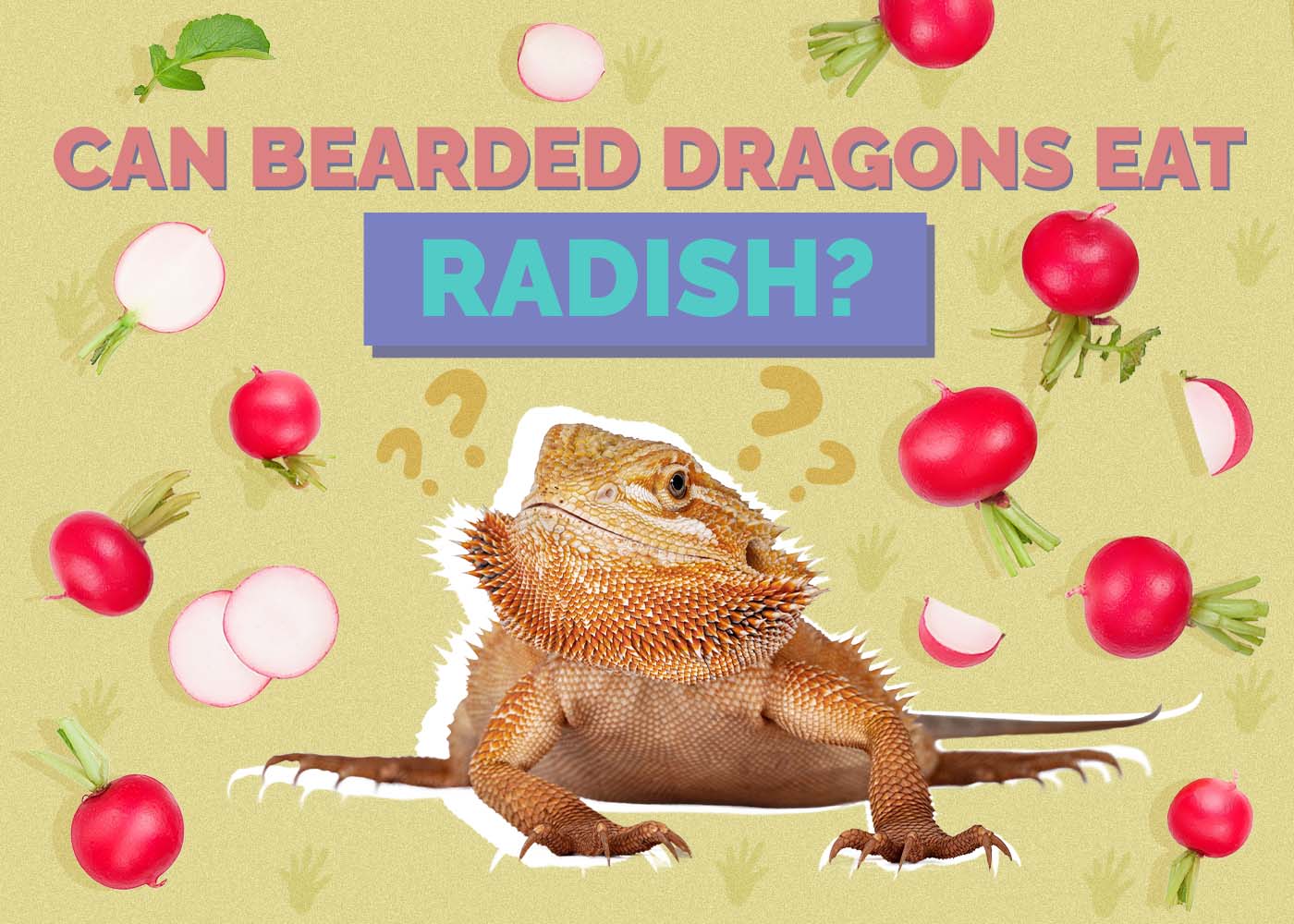 Can Bearded Dragons Eat Radish? Vet-Approved Pros, Cons & FAQ