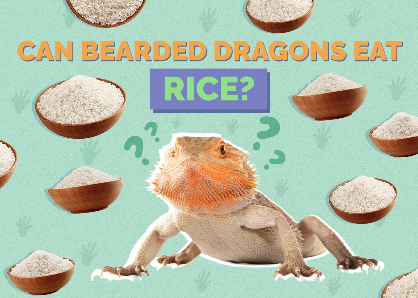 Hepper_Can Bearded Dragons Eat_Rice