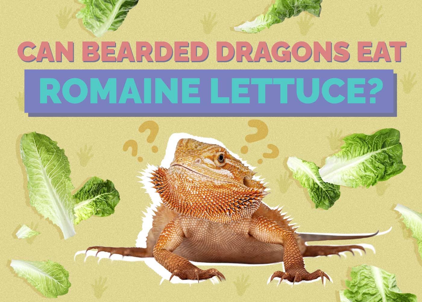 Can Bearded Dragons Eat Romaine Lettuce? Vet-Approved Nutritional Science & FAQ