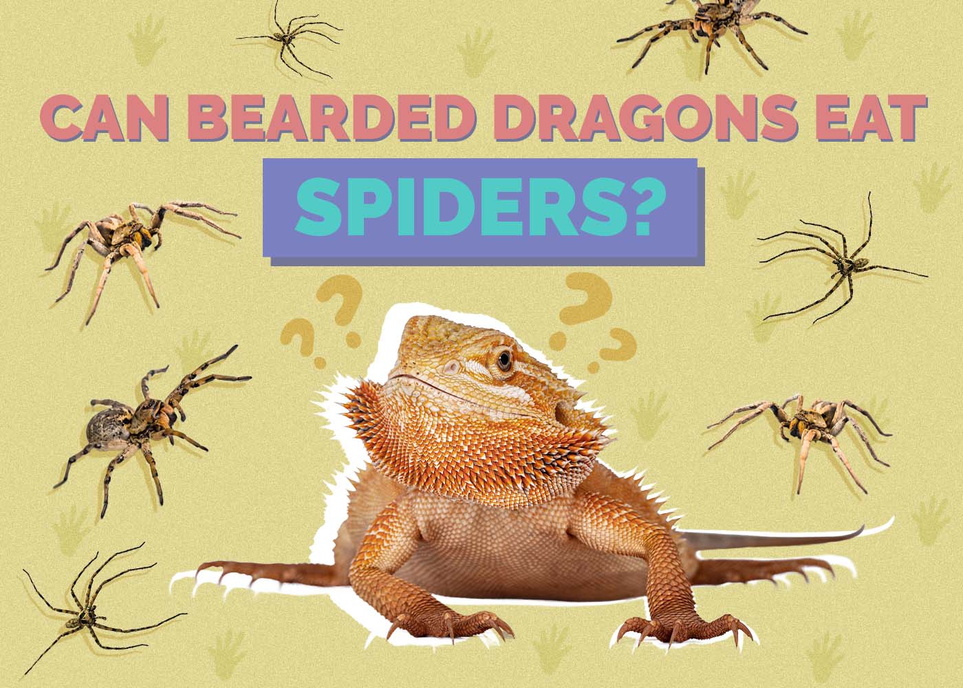Can Bearded Dragons Eat Spiders? Vet-Reviewed Nutrition Facts & FAQ
