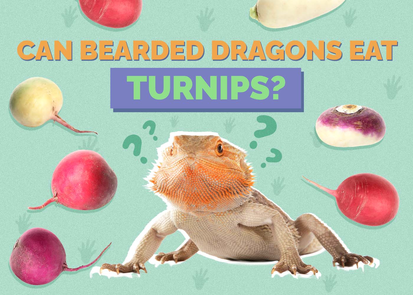 Can Bearded Dragons Eat Turnips? Vet-Approved Diet, Nutrition, & FAQ