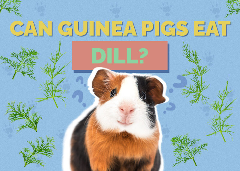 Can Guinea Pigs Eat Dill? Vet-Approved Nutrition Facts, Concerns, & FAQ