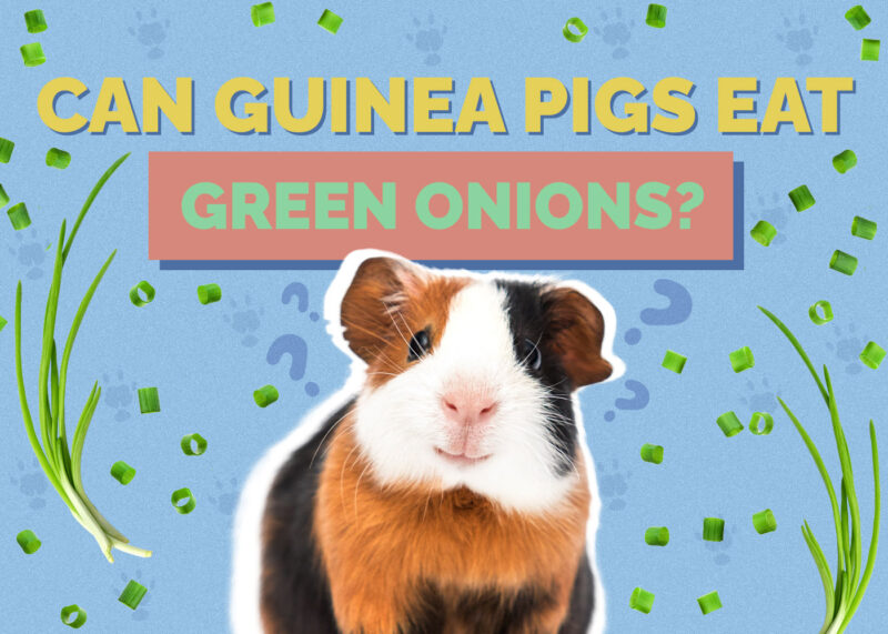 Can Guinea Pigs Eat Green Onions? Vet-Approved Benefits & Risks