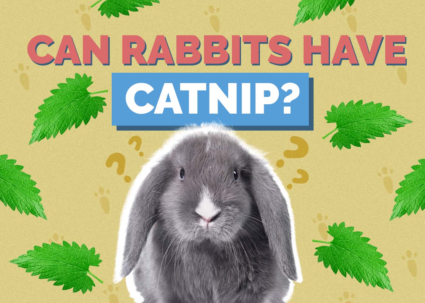 Can Rabbits Have Catnip? Vet-Approved Facts & FAQ