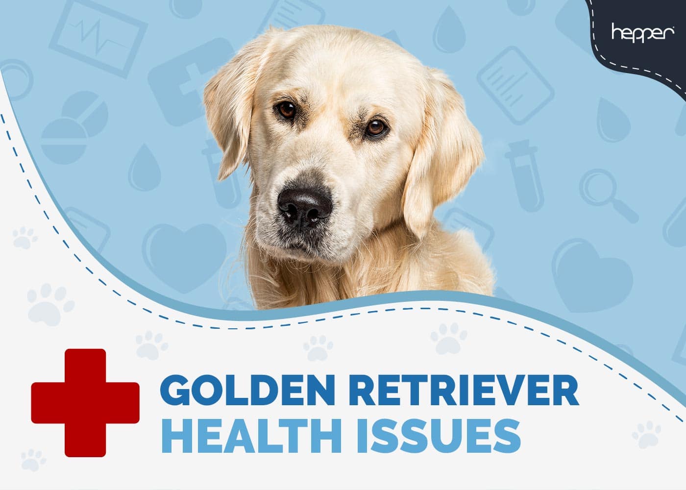 8 Golden Retriever Health Issues to Watch Out For