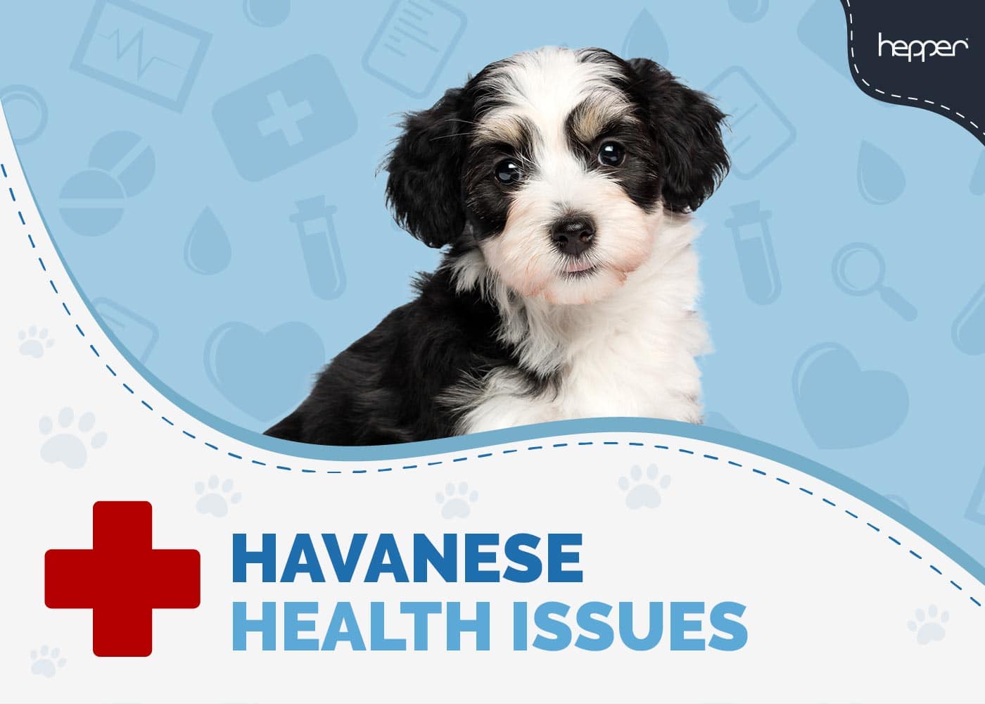 8 Common Havanese Health Issues (Vet-Approved Facts)