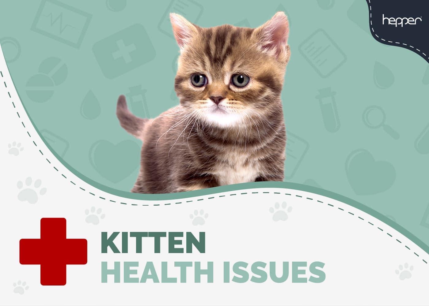 7 Kitten Health Issues to Look Out For (Vet Answer)