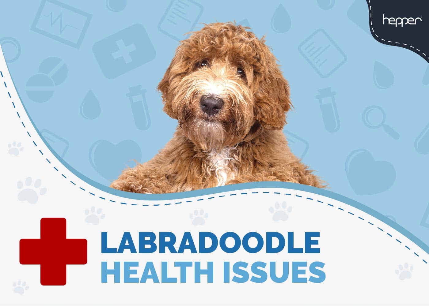 7 Common Labradoodle Health Issues to Watch Out For (Vet Answer)