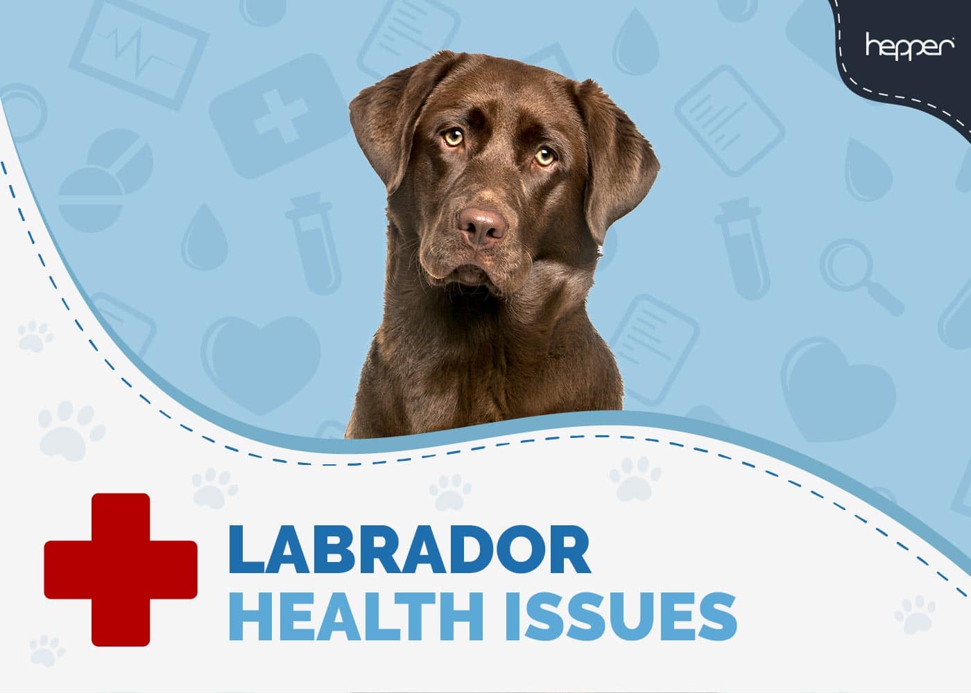 17 Labrador Health Issues: Vet Approved Facts