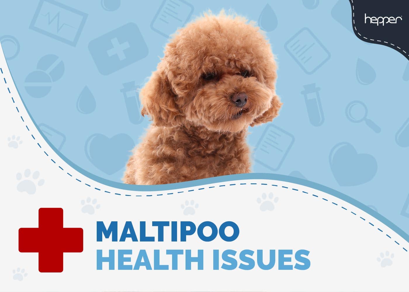 12 Usual Maltipoo Health Issues to Look Out For