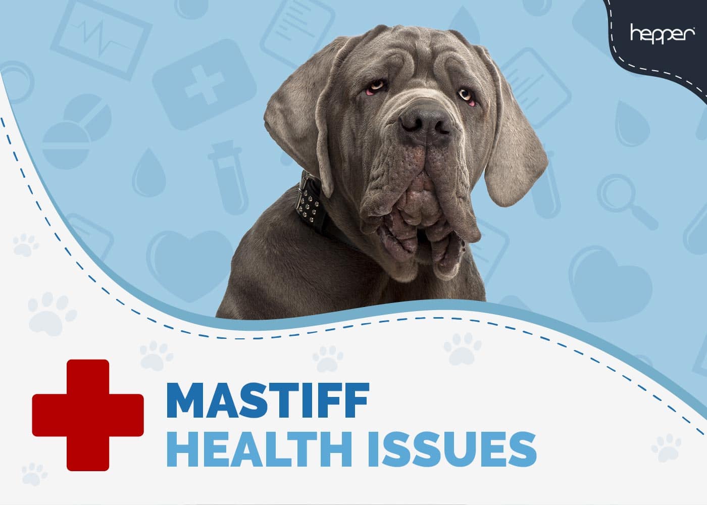 8 Common Mastiff Health Issues to Watch Out For (Vet Answer)