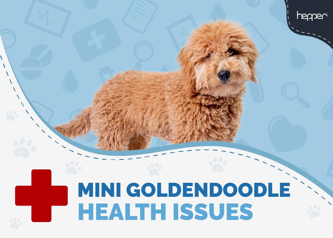 8 Mini Goldendoodle Health Issues to Watch Out For (Vet Answer)