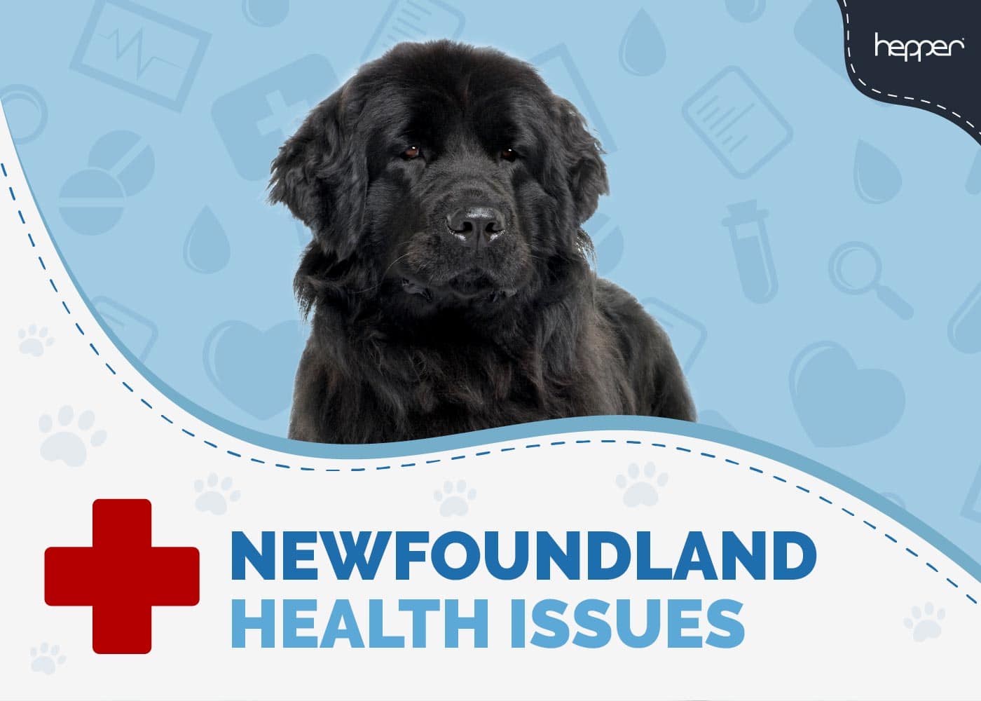 8 Common Newfoundland Dog Health Issues (Vet Answer)