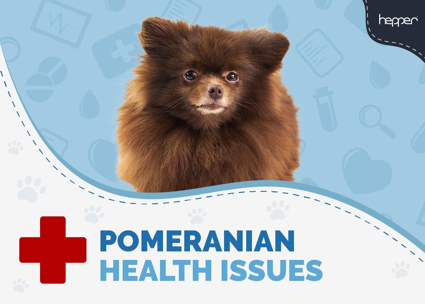 8 Common Pomeranian Health Issues You Need to Watch For