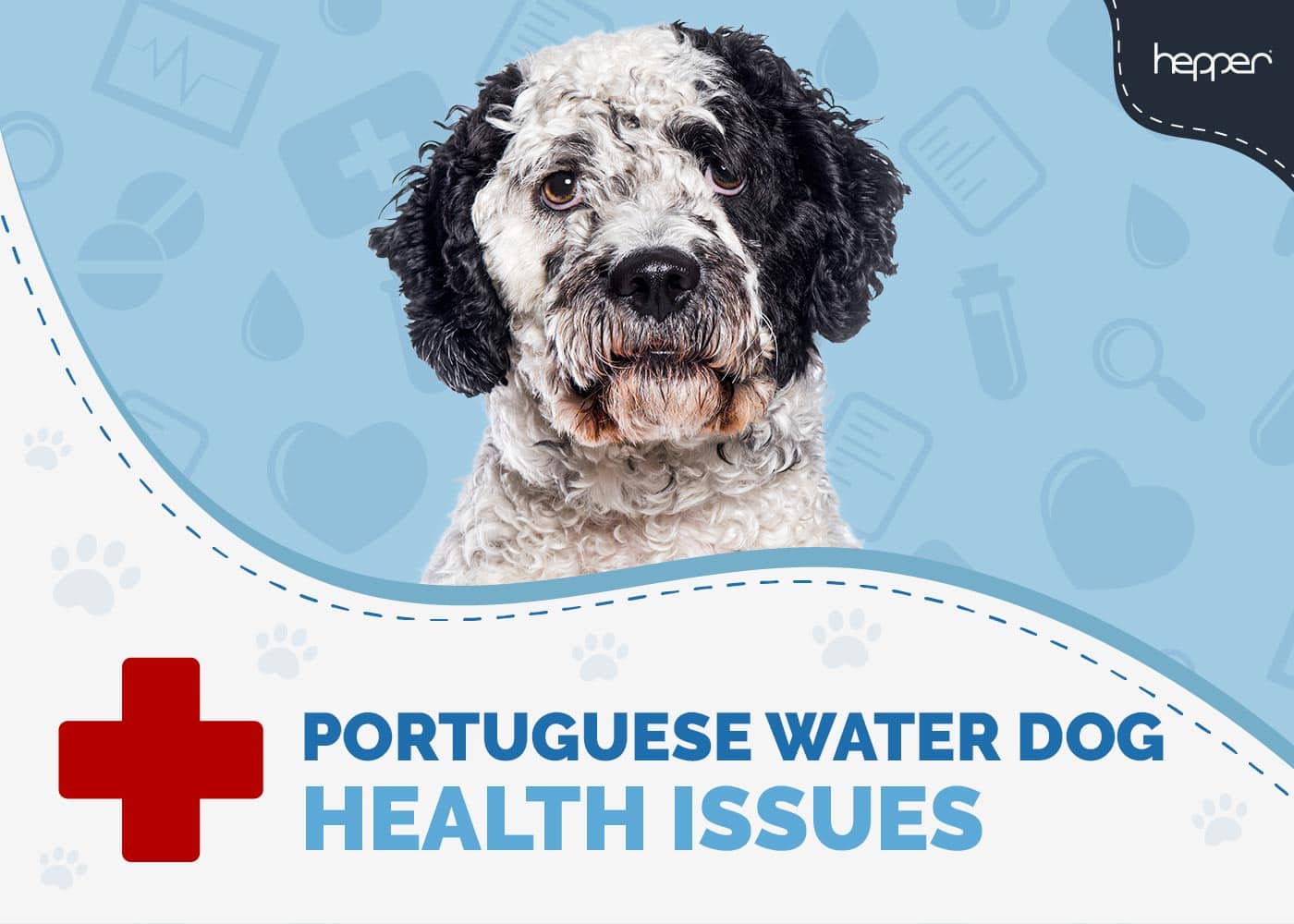 12 Common Portuguese Water Dog Health Issues (Vet Answer)