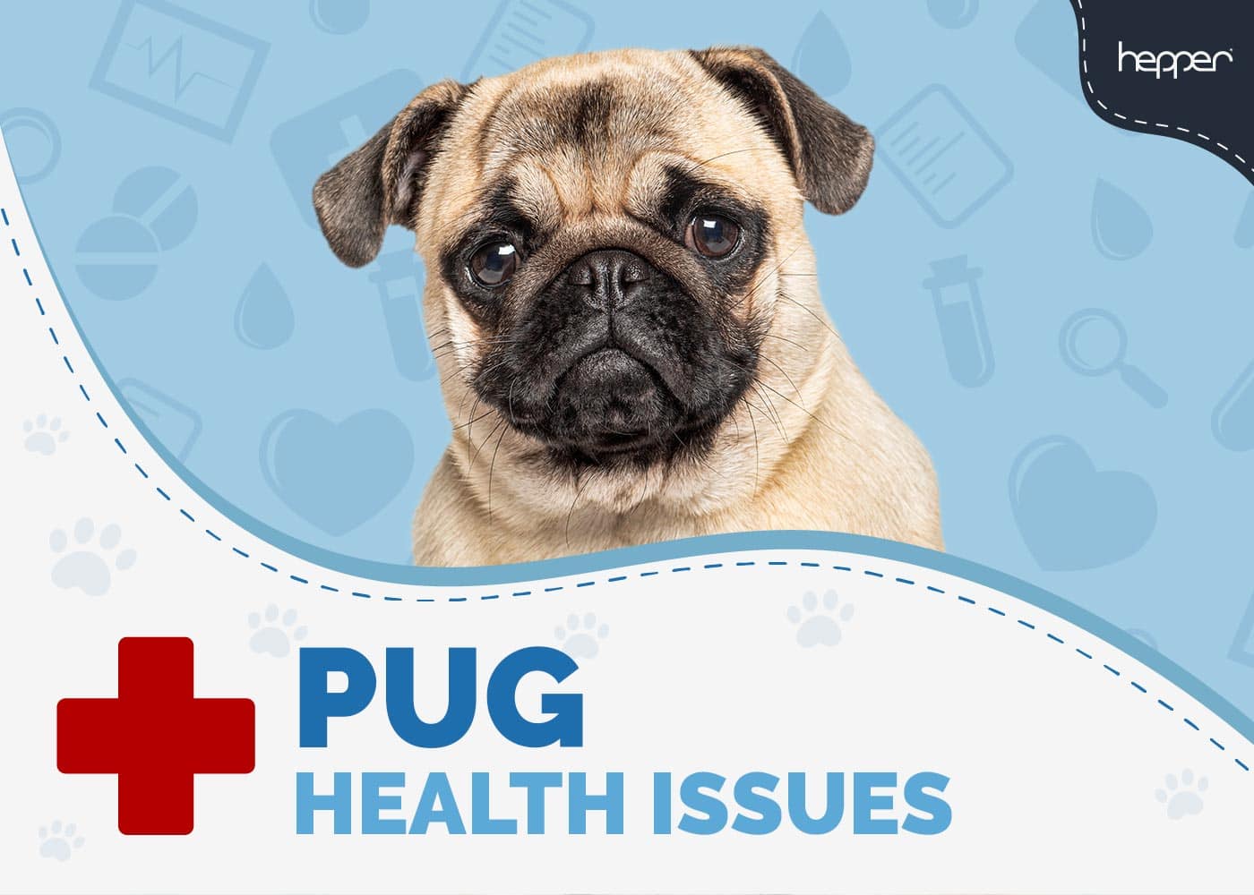 8 Common Pug Health Problems to Look Out For (Vet Answer)